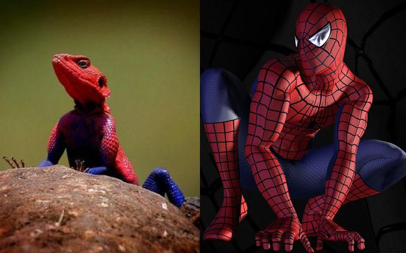 Descubren un lagarto con los mismos colores de Spider-Man