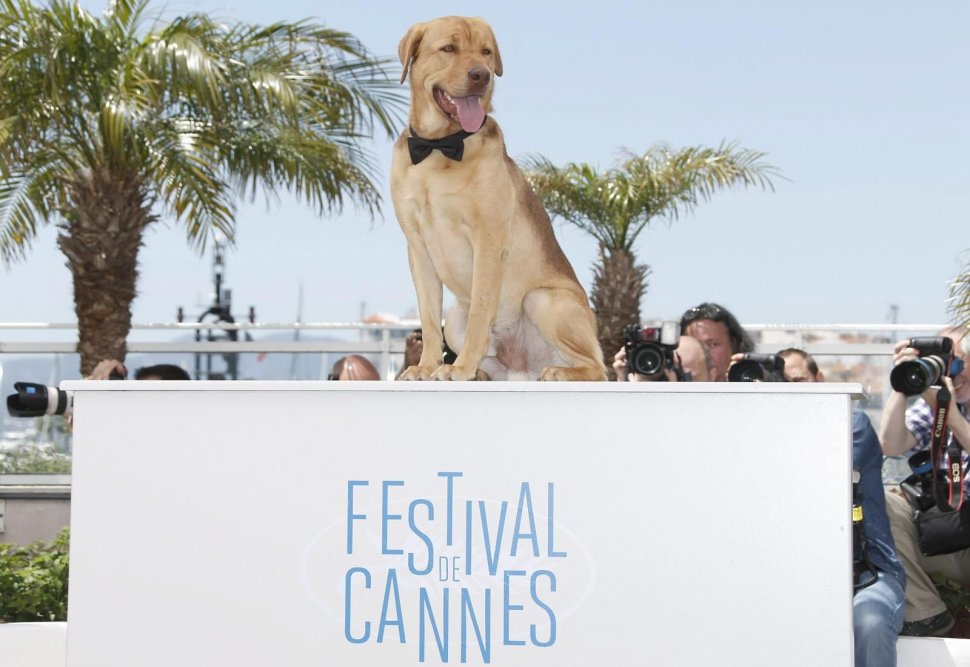 Hagen, el perro, ganó ‘Una cierta mirada’ en Cannes