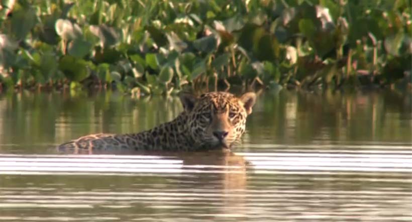 Un documental alerta sobre la posible extinción del jaguar